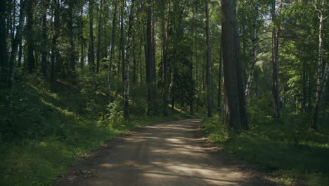 Einsame-Unbefestigte-Zufahrtsstraße-Inmitten-Von-Hohen-Silberbirkenwaldbäumen
