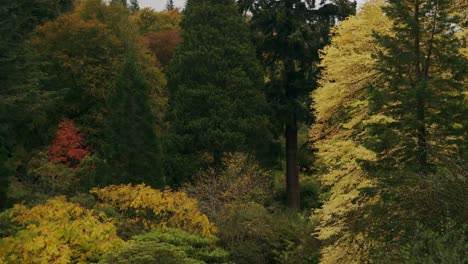 Schöne-Herbstliche-Szene,-Während-Parklandbäume-Goldene-Blätter-Im-Wind-Vergießen