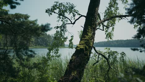 Lago-Bordeado-De-árboles-Desde-Las-Sombras-Del-Bosque-Natural-Entorno-Arbolado