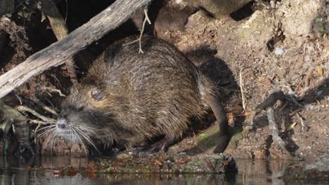 Dominant-adult-male-nutria,-myocastor-coypus,-scratching-its-genital-and-urinated-on-burrow-entrance-marking-territory,-dive-into-the-water-for-a-quick-swim-in-the-swampy-environment