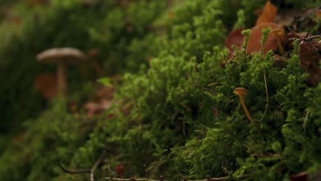 Natural-mushroom-fungi-growing-on-dark-moss-covered-green-wall