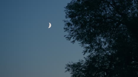 Blauer-Abendhimmel-Mit-Halbmondphase-Und-Silhouette-Eines-Belaubten-Baumes