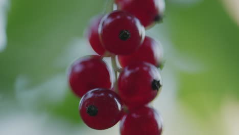 Tasty-ripe-juicy-redcurrant-berries-hang-on-stalk-closeup-handheld