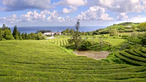 Backpacking-man-walking-in-green-tea-plantation-shrub-rows,-drone-shot
