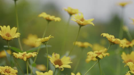 Close-up-of-bright-wild-yellow-daises-in-meadowland-daytime-focus-rack