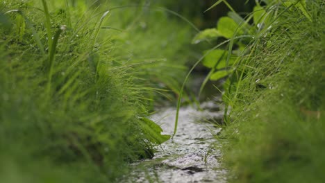 Clear-flowing-fresh-stream-water-runs-throught-wet-grassland-habitat