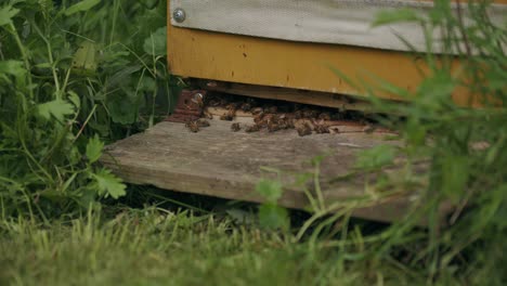Busy-active-honeybees-at-entrance-to-wooden-Langstroth-hive