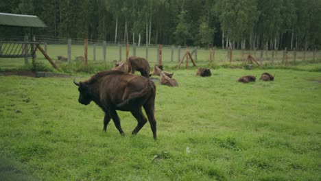 Woodland-bison-walks-away-across-field-enclosure-towards-farm-herd