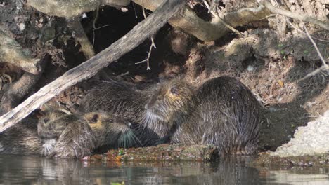Massive-group-of-nutria,-myocastor-coypus-bathing-in-front-of-their-burrow-home,-preening-and-grooming-each-other's-wet-fur-with-one-returned-from-swimming-to-join-the-colony-of-cleaning