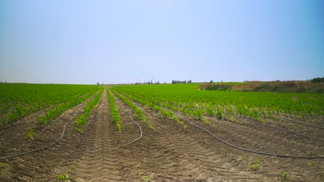 Ein-Maisfeld-Wird-Mit-Tropfen-Bewässert