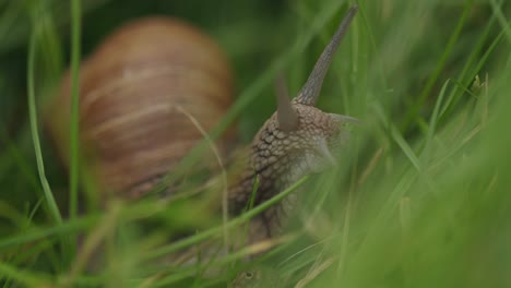 Beautiful-nature-as-edible-helix-pomatia-snail-crawls-in-green-grass