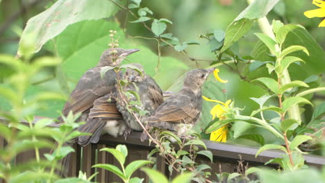 A-group-of-Japanese-brown-eared-bulbul-babies-perching-on-the-fence-surrounded-by-greenery-in-an-urban-residential-area-in-Tokyo,-Japan