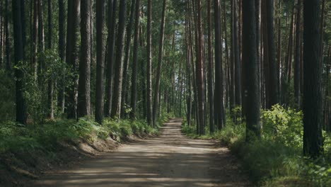Dirt-road-cuts-through-tall-vertical-forest-trees-with-daylight-shadows
