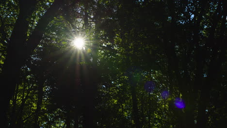 Sonnenlicht-Scheint-Durch-Blätter-In-Einem-Wald