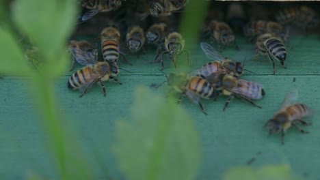 Fascinating-view-of-striped-honey-bees-crawling-around-hive-entrance