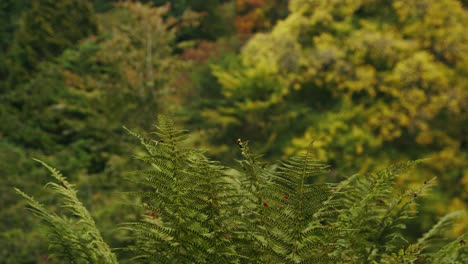 Farnblätter-Bewegen-Sich-In-Einer-Windigen,-Wunderschönen,-Farbenfrohen,-Herbstlichen-Waldlandschaft