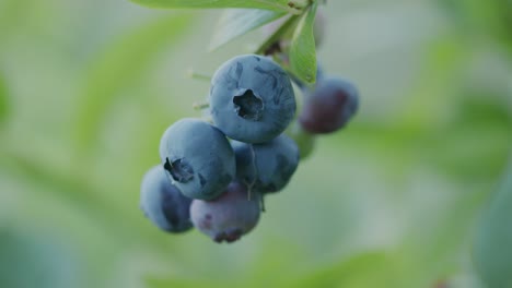 Bunch-of-juicy-ripe-blueberries-on-stalk-with-bright-green-bokeh