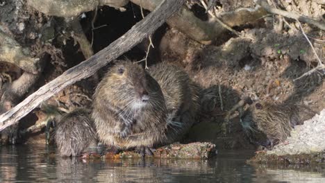 Large-colony-of-nutria-family,-myocastor-coypus-standing-in-front-of-their-burrow-home,-grooming,-cleaning-and-scratching-its-body-with-its-little-claws,-bathing-before-nightfall