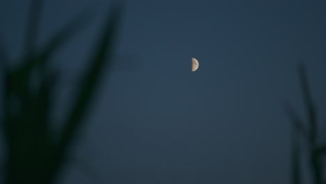 Spooky-half-moon-in-moody-blue-night-sky-viewd-from-rural-grassland