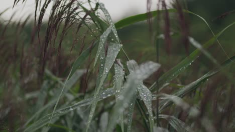 Natural-green-woodland-grasses-wet-with-morning-raindrops-close-up-static
