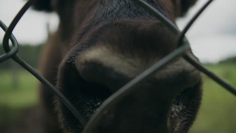 Extreme-close-up-of-nostrils-of-woodland-bison-behind-fence-rack-focus