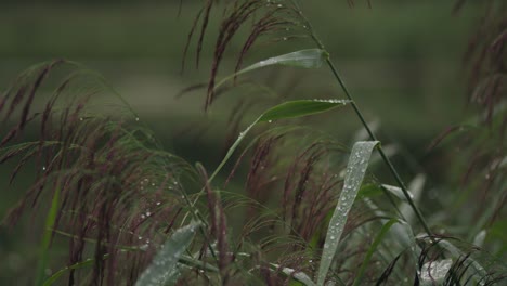 Natural-green-woodland-grasses-wet-with-morning-raindrops-static-shot