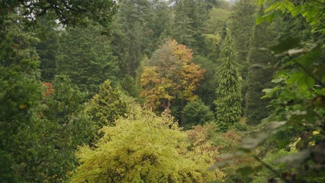 Herbstwinde-Wehen-Blätter-Und-Äste-Im-Vielfältigen-Arboretum-Park