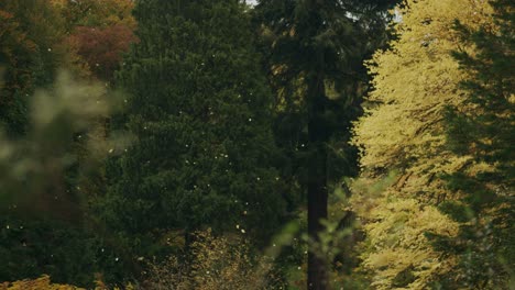 Goldene-Blätter,-Die-Im-Wind-Geblasen-Werden,-Fallen-In-Der-Herbstlichen-Arboretum-Parkumgebung