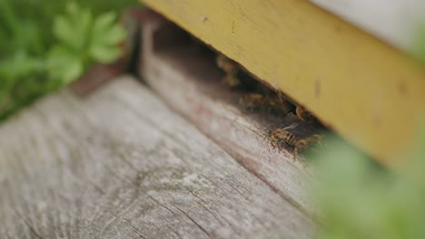 Active-honey-bees-gather-at-entrance-to-garden-beehive-static-closeup