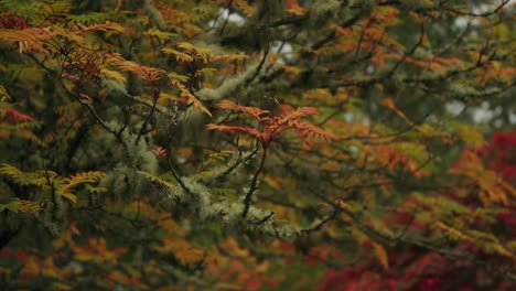 Die-Schönen-Farben-Der-Herbstnatur-Von-Farnbäumen-Wiegen-Sich-In-Der-Morgenbrise