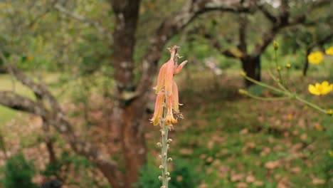 Close-up-of-delicate-bell-shaped-wildflower-in-nature