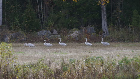 Line-of-baby-swans-walking-on-wild-field-near-forest,-distance-view