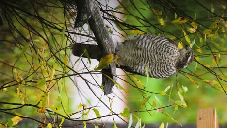 Eurasian-sparrowhawk-on-the-lookout-for-garden-bird-prey-verticals
