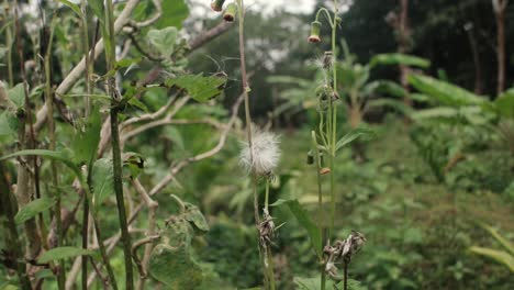 Close-up-of-wildflower-seed-of-botanical-genus-Taraxacum