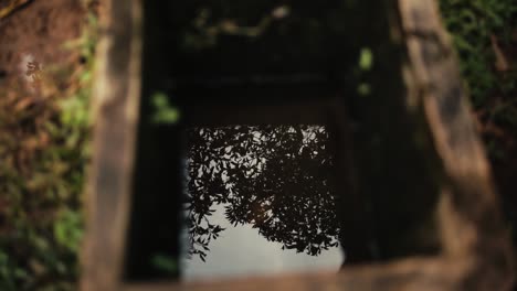 Reflection-of-treetop-in-well-water-on-farm