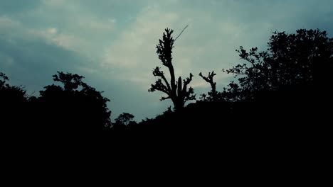 Kardanische-Aufnahme-Von-Vögeln,-Die-Bei-Sonnenuntergang-Fliegen,-Silhouette-Eines-Baumes-Im-Vordergrund