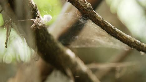 Closeup-of-empty-woods-with-spiderweb-moving-with-the-wind