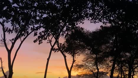 Silhouette-Von-Bäumen,-Die-Sich-Sanft-Im-Wind-Bewegen,-Mit-Ruhigem-Orangefarbenem-Sonnenuntergangshimmel