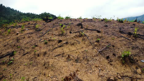 A-Patch-With-Burnt-Plants-On-A-Hill-Slope-Prepared-For-Growing-Agricultural-Crops-In-Phuoc-Binh-Province,-Vietnam