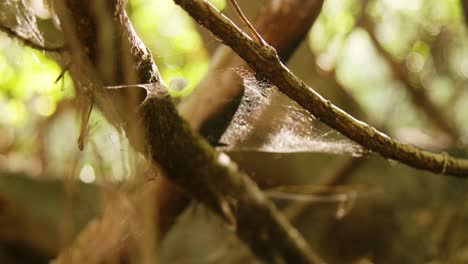 Nahaufnahme-Fokusregal-Leerer-Wälder-Mit-Spinnennetz,-Das-Sich-Mit-Dem-Wind-Bewegt