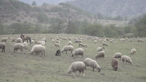 Static-shot-of-a-large-herd-of-sheeps-grazing-along-green-grasslands-surrounded-by-mountain-range-at-daytime