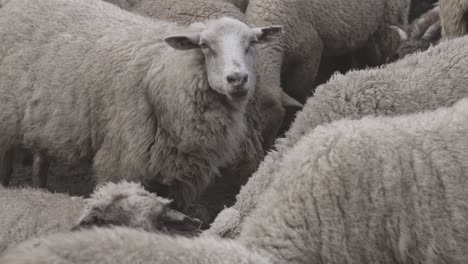 Close-up-shot-of-flock-of-sheep-grazing-in-the-green-meadow