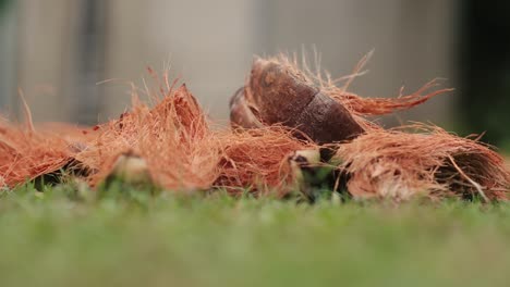 Open-coconut-husks-on-the-grass,-tropical-fruit-close-up