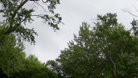 Low-Angle-Shot-Of-Green-Trees-In-Windy-Weather,-Under-Blue-Sky