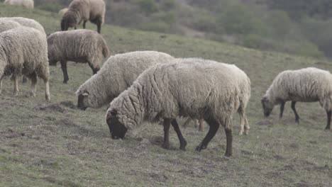 Close-up-shot-of-a-group-of-sheeps-grazing-along-green-grasslands-before-getting-scared-and-running-away-at-daytime