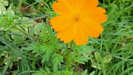 Close-Up-Shot-Of-Sulfur-Cosmos,-Beautiful-Yellow-Flower,-Native-to-Mexico,-America