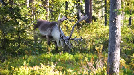 Long-horned-reindeer-grazing-with-hunger-at-woods