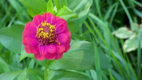 Close-up-Shot-Of-Elegant-Zinnia-Flower-Known-As-Youth-And-Age