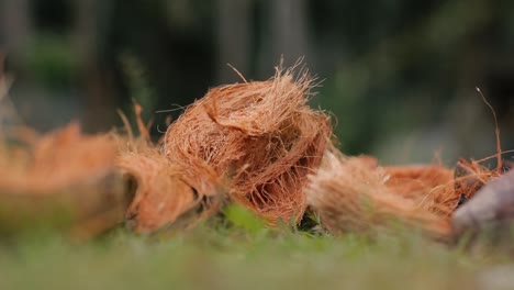 Coconut-husk-with-brown-fibers,-isolated-close-up