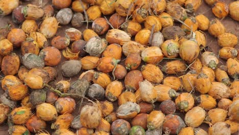 Close-up-view-of-Betel-nut-tropical-fruits